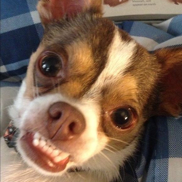 Meet your Posher, Penny - Picture 8 of 8